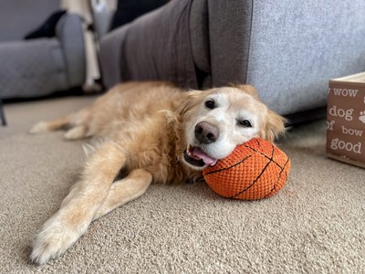 Buddy survived the ingestion of a potentially toxic blend of mulch and fertilizer, but is now healthy and happy in his Arizona home.