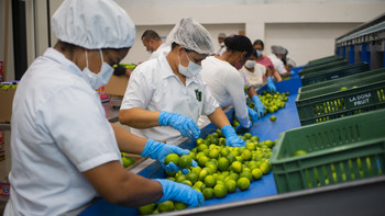Sorting and packing limes at Valle Verde, Apartadó, Colombia