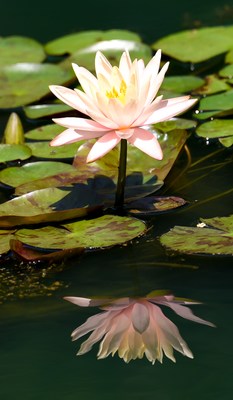 # 2 More than 147 varieties of water lilies grace the Gibbs Garden’s Water Lily Gardens offering beautiful tropical and hardy blossoms and jewel-tone flowers. Crystal clear reflections double the beauty of each flower.
 Photo provided by Gibbs Gardens