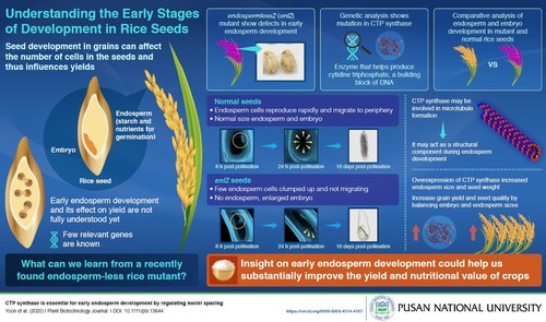 Their findings shed light on early rice embryo development and can lead to better rice crop yield and nutrition.