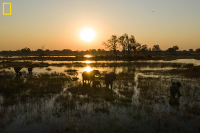 View of elephants in the delta in early morning. The 2019 Okavango Delta Crossing focused on the northern and eastern reaches of the Delta - a new route for the team and a part of the Delta seldom visited by humans - due to a low flood pulse this year. They travelled several hundred kilometers in mokoros and along the way conducted wetland bird surveys, hydrological surveys, and mammal/reptile/invertebrate surveys. Photo by Chris Boyes / National Geographic Okavango Wilderness Project.