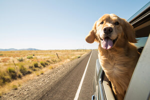 Expedia Releases Top 12 Dog-Friendly Hotels Around the World