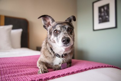 Find the perfect hotel for you and your pup