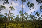 Electrolux Celebrates 1,000th Tree Donation To The Nature Conservancy