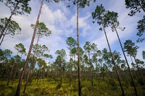 Electrolux Celebrates 1,000th Tree Donation To The Nature Conservancy