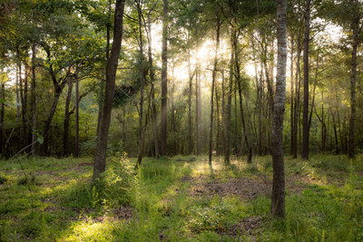 Deer Forest Acreage Community, 1 to 3 Acre Homesites in New Waverly, Texas