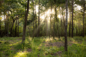 Patten Properties Announces Deer Forest Acreage Community, Estate Homesites in Walker County, TX