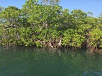 Pew Applauds Belize's Ambitious Commitment to Protect Coastal Wetlands