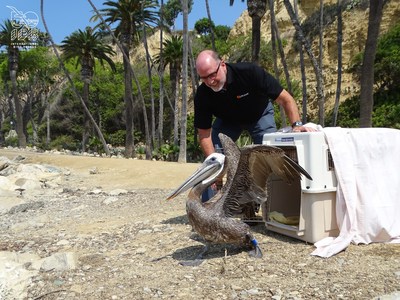 Pelican Products CEO, Phil Gyori, releasing Brown Pelican.