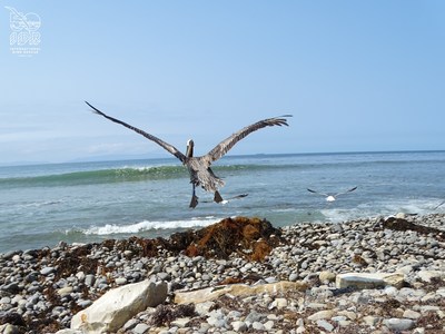 Brown Pelican released after International Bird Rescue rehabilitation.