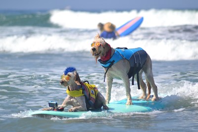 Helen Woodward Animal Center's Surf Dog Surf-A-Thon presented by Blue Buffalo splashes onto Del Mar Dog Beach on Sunday, Sept. 12, 2021.  Helen Woodward’s annual Surf Dog competition, established in 2005, was the first-of-its-kind to turn ‘dogs on surfboards’ into a platform to raise life-saving funds.  100 percent of the proceeds from the event support the life-saving work at Helen Woodward Animal Center.