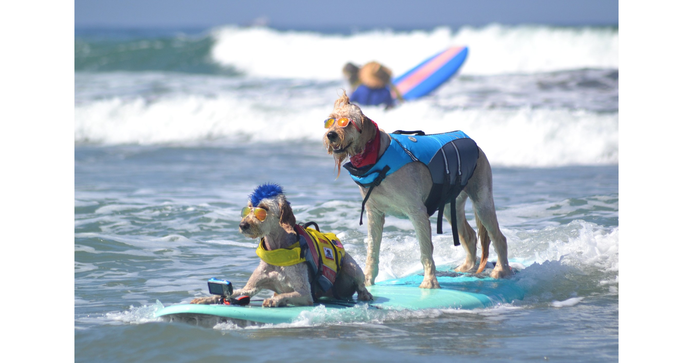 Surfurs Fetch Waves Seeking Best In Surf Title At 16Th Annual Surf Dog Surf-A-Thon Surfurs Fetch Waves Seeking Best In Surf Title At 16Th Annual Surf Dog Surf-A-Thon