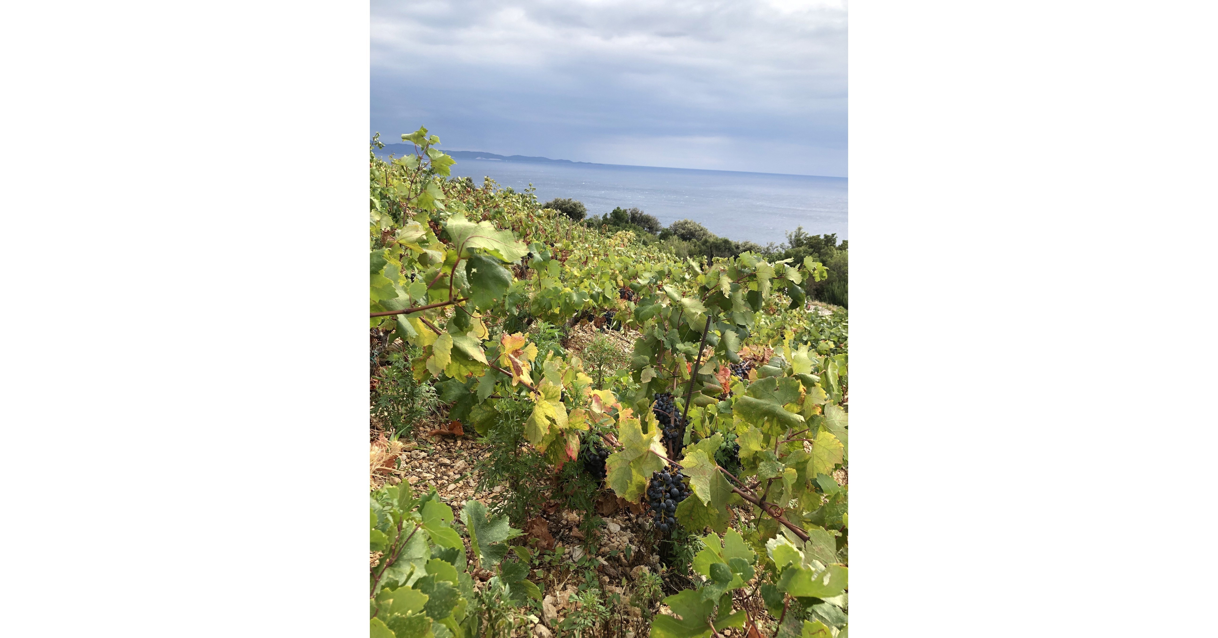 Croatian Wine Enthusiasts Announce the First International Plavac Mali Day