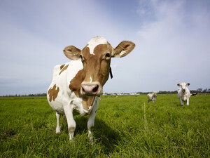 Alberta Milk Chooses Venture Play to Champion Dairy