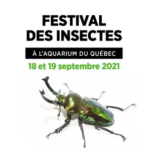 Festival des insectes : le plus beau coléoptère du monde