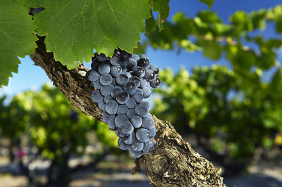 The Great Grape of Grenache as producer by winemaker Peter Fraser at Yangarra Estate in McLaren Vale Australia shows the global diversity of the grape. Photo courtesy of photographer Milton Wordley and Peter Fraser at Yangarra Estate