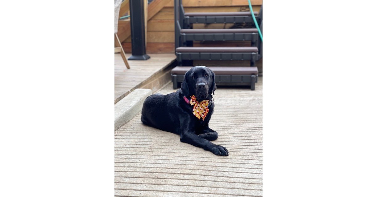 Service Dog for Child with Seizures Suffers Seizures After Ingesting