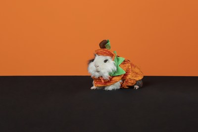 PetSmart's new Halloween collection includes costumes for small pets like Guinea pigs