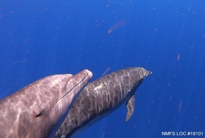 Fisheries Interactions More Threatening to Maui Nui Dolphins than Previously Thought: Pacific Whale Foundation Researchers Discover New Evidence
