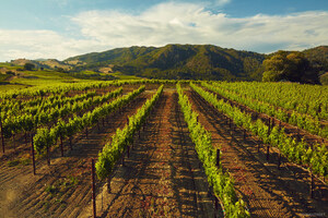 New Capstone California Global Education Program Focuses Exclusively on California Wine