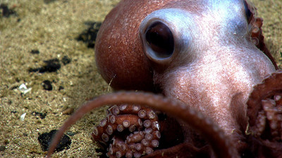A research team led by Loyola Marymount University has received a National Science Foundation Convergence Accelerator award to create a seafood traceability network that will ensure the sustainability of octopus fisheries.   Photo courtesy of NOAA Office of Ocean Exploration and Research