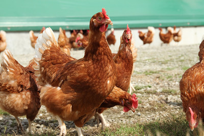 Free range hens on a Canadian farm. Small changes, like choosing to buy only cage-free eggs, can help animals live better lives. (CNW Group/World Animal Protection)