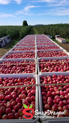 Thousands of SnapDragon apples picked and ready to be shipped to retailers.