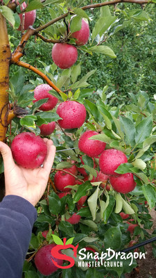 SnapDragon apples ripe for picking as the 2021 harvest is officially underway.