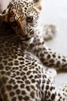 Die Geburt des seltenen arabischen Leopardenjungen markiert einen bedeutenden Meilenstein bei der Rettung einer vom Aussterben bedrohten Art