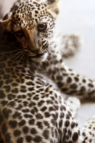 La Naissance D Un Rare Bebe Leopard D Arabie Marque Une Etape Importante Dans La Sauvegarde D Une Espece En Danger Critique D Extinction