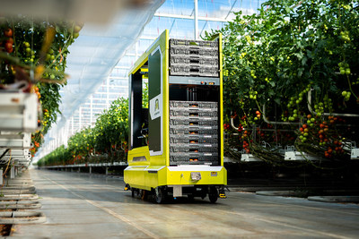 MetoMotion’s GRoW robot in a cherry tomato greenhouse