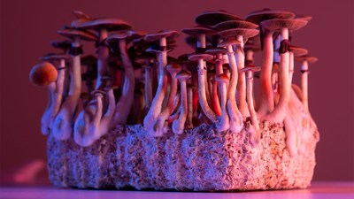 Some initial data from the Market Research Study has uncovered: 86% of adults interested in Psilocybin Services are interested in microdosing. (CNW Group/Halo Collective Inc.)