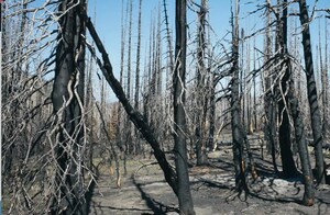 California Addiction Treatment Center Kicks Off Tree Planting Campaign to Honor 22+ Million Americans in Recovery and Promote Recovery of National Forests