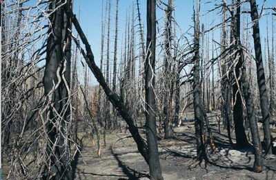 National Forest After Fire