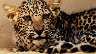 The Arabian Leopard Cub