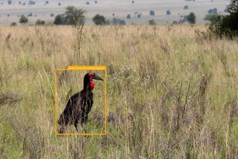 "Hornbill being identified by computer vision"