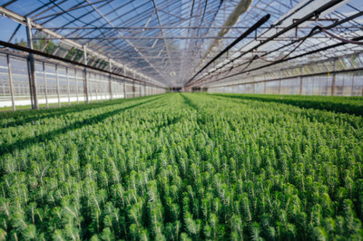 Canfor owns and operates the JD Little Forest Centre near Prince George, B.C. This nursery grows roughly nine million trees each year for our tree-planting programs, representing around 15% of our total seedling needs. (CNW Group/Canfor Corporation)