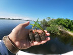 Sea & Shoreline Restores Seagrass In The Caloosahatchee River...