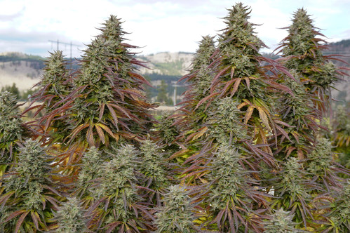 2021 Outdoor Harvest (CNW Group/Speakeasy Cannabis Club Ltd.)