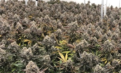 Sitka Adds High-Quality Craft Flowers, Including Unique Genetics Previously Unavailable in Canada, 
to Adastra Portfolio (CNW Group/Adastra Holdings Ltd.)