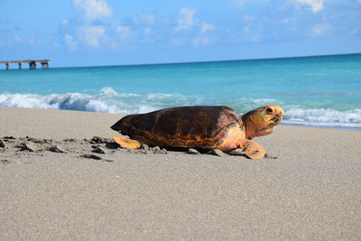 A loggerhead sea turtle rehabilitated and released on Juno Beach, Florida by Loggerhead Marinelife Center.
