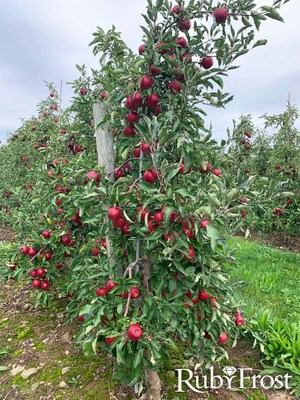 2021 harvest is in full swing: RubyFrost apples are ruby red, ripe and ready to be picked.