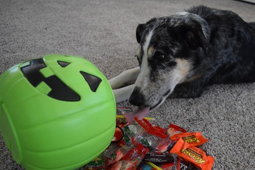 There are more dangers to your pets this Halloween than the chocolate in that trick-or-treat bucket!