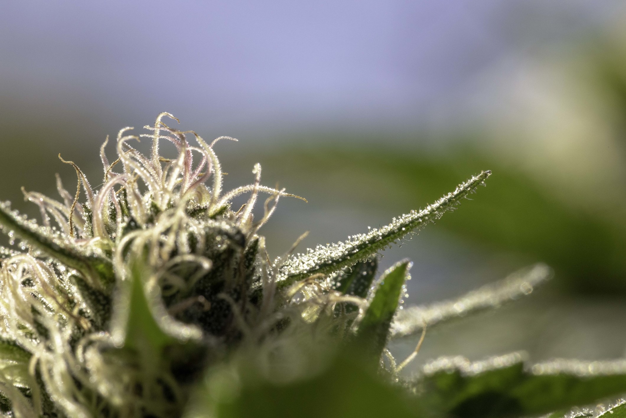 Halo Collective Expects to Almost Quadruple Oregon Sungrown Flower Output 