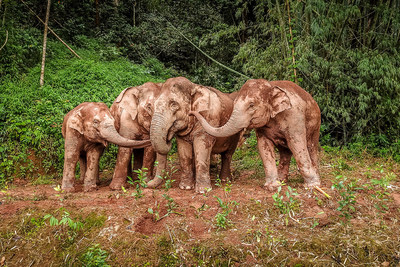 The Asian elephants play with mud. (Photo by Zha Wei) (PRNewsfoto/People's Daily Online)