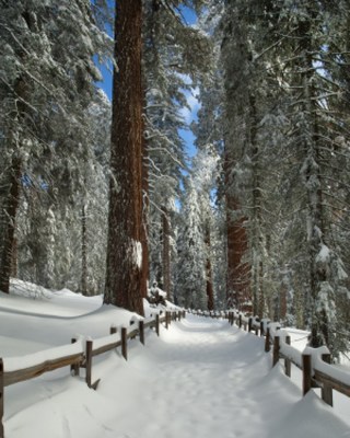 Snow at Sequoia National Park, near Visalia, California. Photo by Larry Lewis used with permission