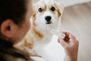 Bellylabs lance le premier test de grossesse rapide pour chiens à réaliser à domicile