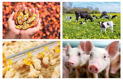 The use of fat supplements, together with vitamins and minerals for ruminants, swine, and poultry rations are common to increase energy sources and prevent several diseases.