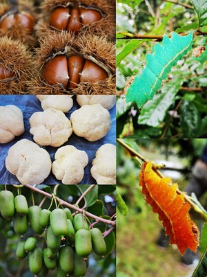 Fengcheng specialty (PRNewsfoto/The Publicity Department of the CPC Fengcheng Municipal Committee)