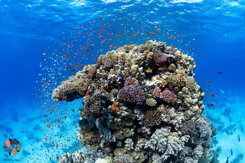 First of its kind NEOM and OceanX Red Sea expedition reveals deep sea mysteries and an ecological treasure trove - Vimarsana News